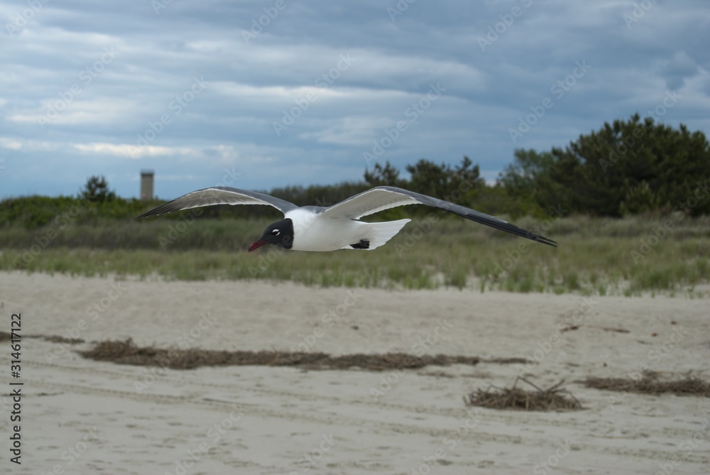Laughing gull flying over a field covered in houses and greenery under a cloudy sky - obrazy, fototapety, plakaty 