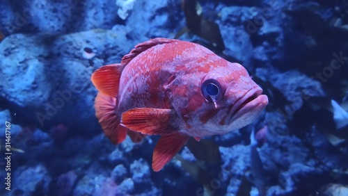 Konstfotografi Closeup of a Vermilion rockfish in an aquarium surrounded by seaweed under the l