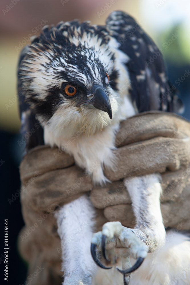 Naklejka premium A man holds a tagged osprey which is part of a species re-introduction program in Iowa.