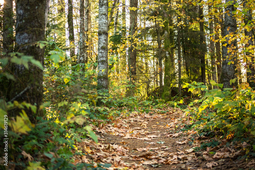 A view of forest trees and a trail, featuring autumn colored leaves on the ground.