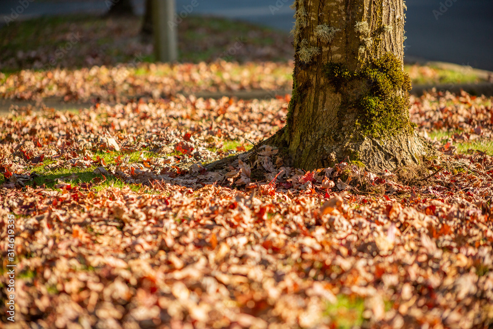 A ground level view of fall foliage on the ground next to a neighborhood tree.
