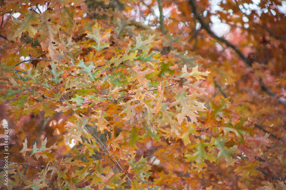A view of maple leaves in a tree during the fall season. A view of maple leaves in a tree during the fall season.