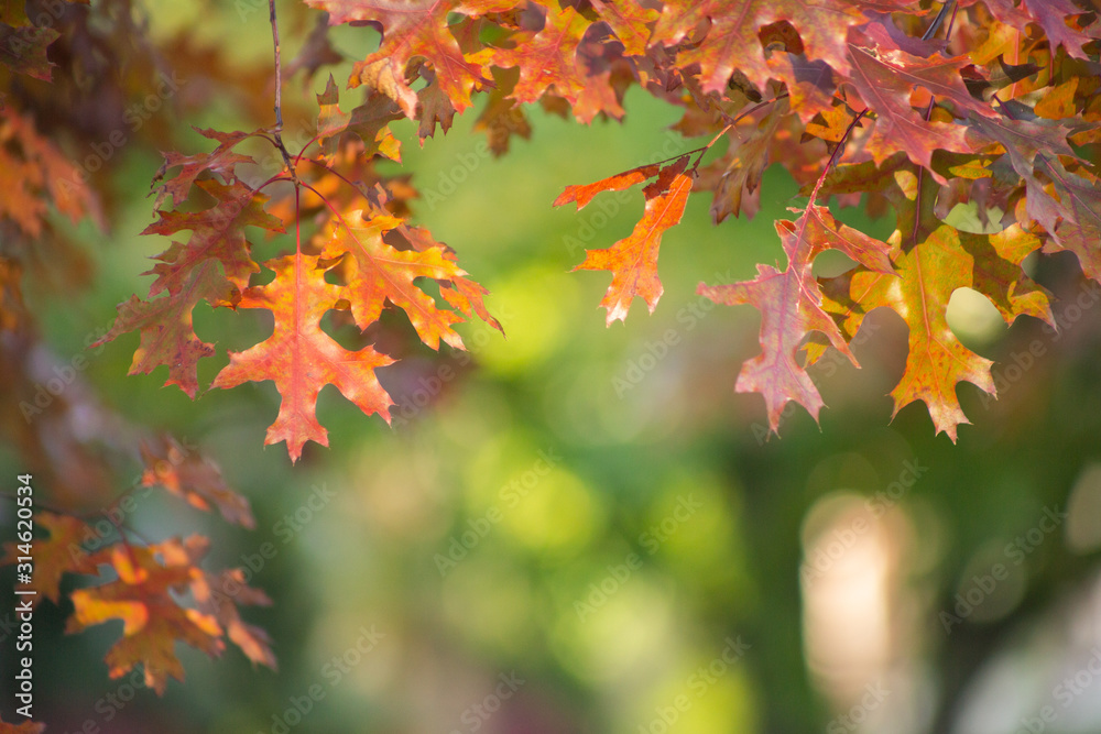 A view of maple leaves in a tree during the fall season. A view of maple leaves in a tree during the fall season.