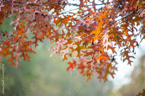 A view of maple leaves in a tree during the fall season.