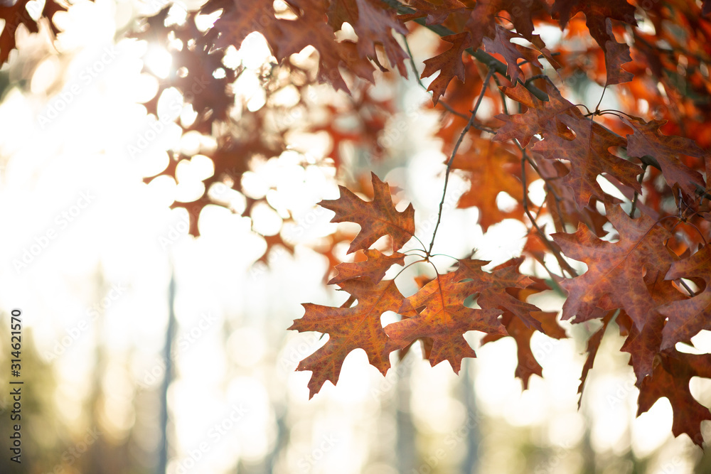 A view of autumn maple leaves in a tree during the fall season, with the afternoon sun glowing in the background. A view of autumn maple leaves in a tree during the fall season, with the afternoon sun glowing in the background.