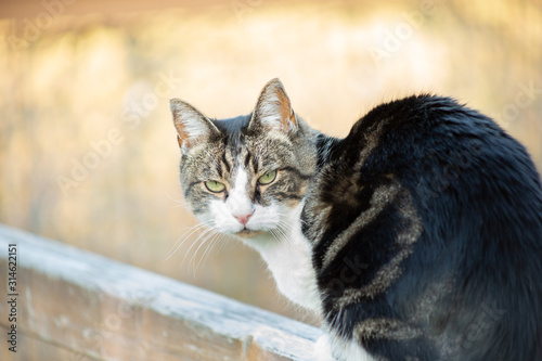 A view of a curious cat perched on a wood fence.