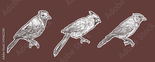 Set of Cardinal Birds, hand draw sketch vector.
