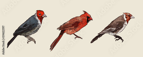 Set of Cardinal Birds, hand draw sketch vector.