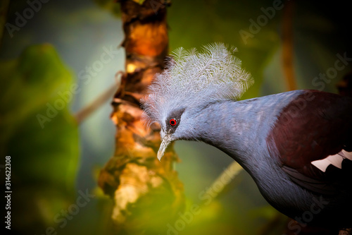 Southern crowned pigeon Goura scheepmakeri sclateri. Wildlife bird. photo