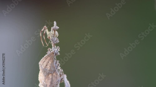 A male adult Crab Spider (Thomisidae sp, probably Misumenops sp) holds a cobweb thread on top of a lavender flower. photo