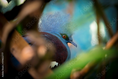 Southern crowned pigeon Goura scheepmakeri sclateri. Wildlife bird. photo