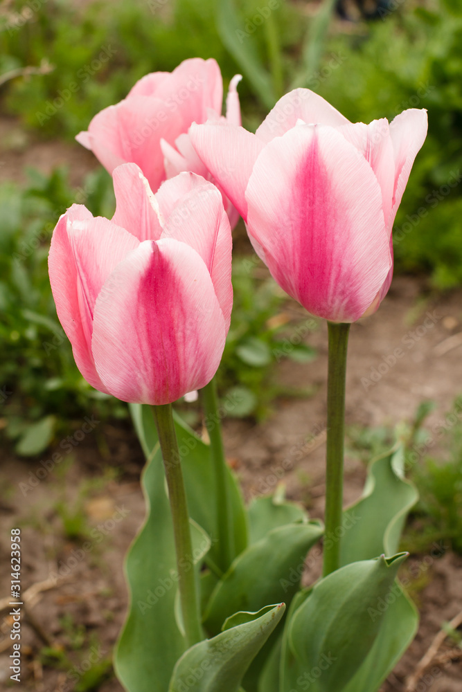 Fototapeta premium Tulips growing in a garden with green grass on the background.