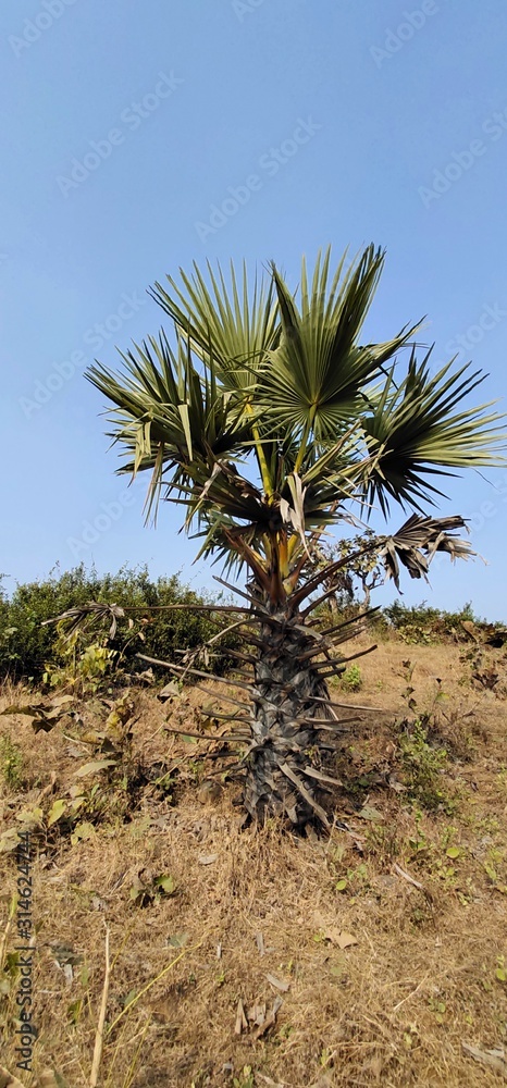 palm tree in the desert