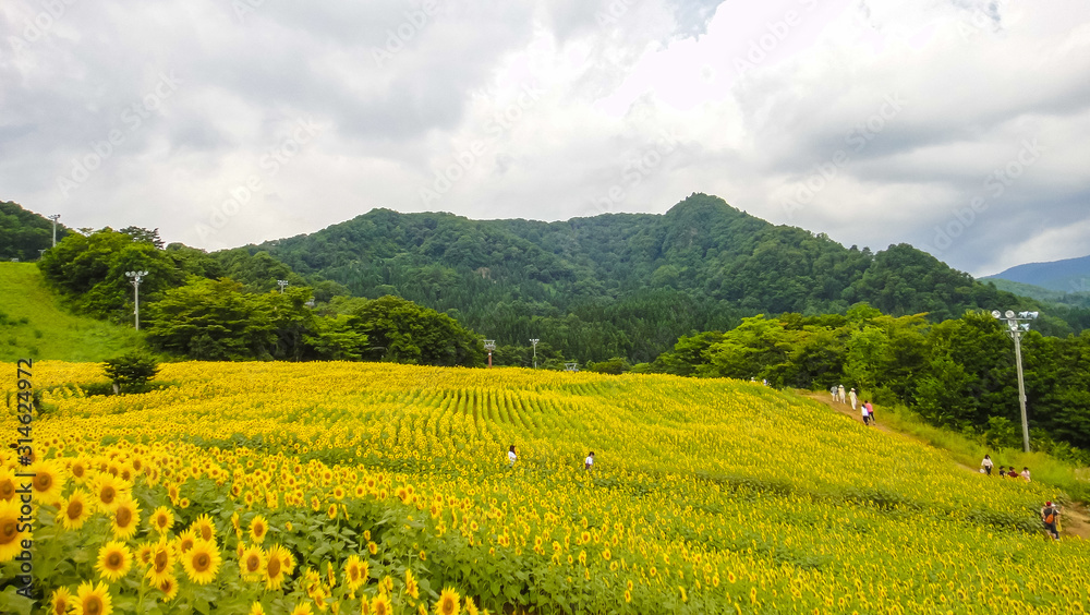 Sannokura Highlands Sunflower Fields in summer season sunny day. Kitakata city, Fukushima Prefecture, Japan