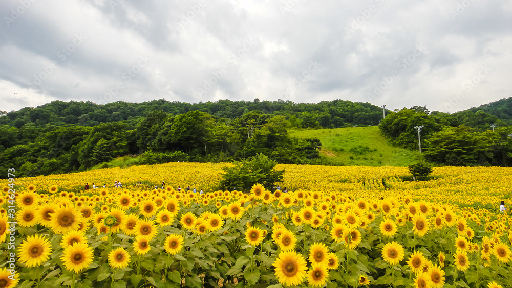 Sannokura Highlands Sunflower Fields in summer season sunny day. Kitakata city, Fukushima Prefecture, Japan