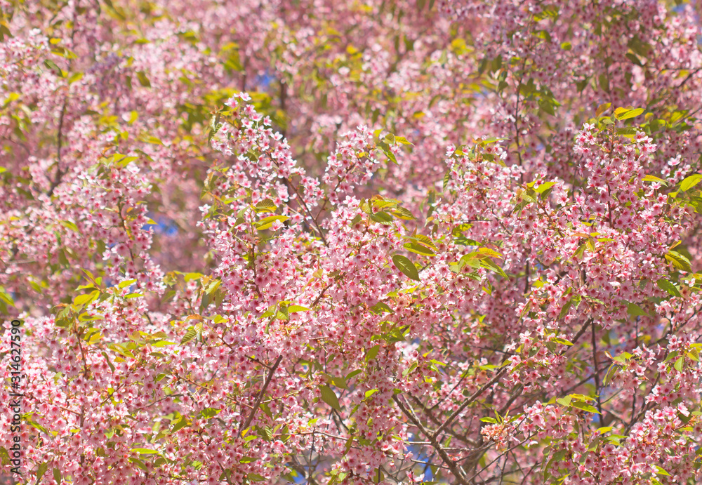 Sakura flowers blooming blossom