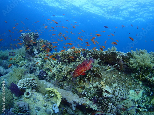 Scuba Diving Red Sea Egypt