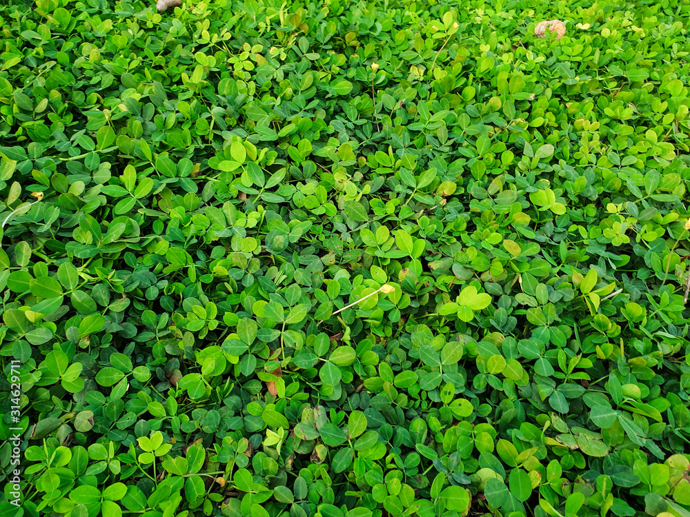 the beautiful grass lay down on the side of the road the beautiful grass lay down on the side of the road