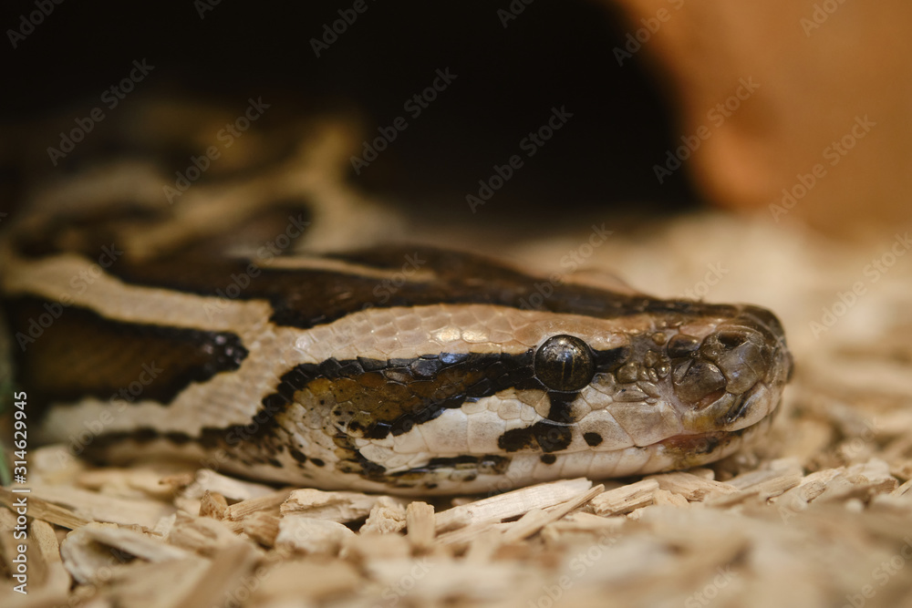 close up face of Burmese python (Python bivittatus) on ground. close up face of Burmese python (Python bivittatus) on ground.