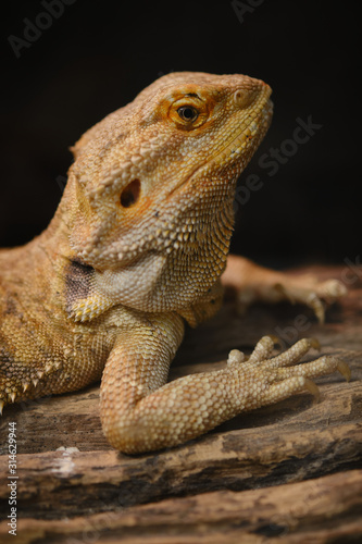Close up of Bearded dragon (Pogona Vitticeps). © Tavan