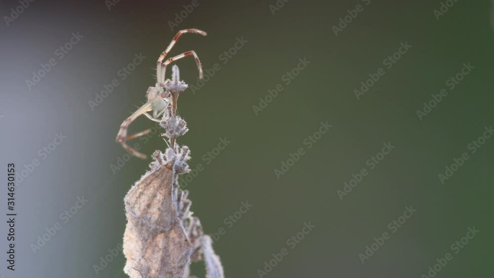 A male adult Crab Spider (Thomisidae sp, probably Misumenops sp) works with its web's threads on top of a lavender flower. A male adult Crab Spider (Thomisidae sp, probably Misumenops sp) works with its web's threads on top of a lavender flower.