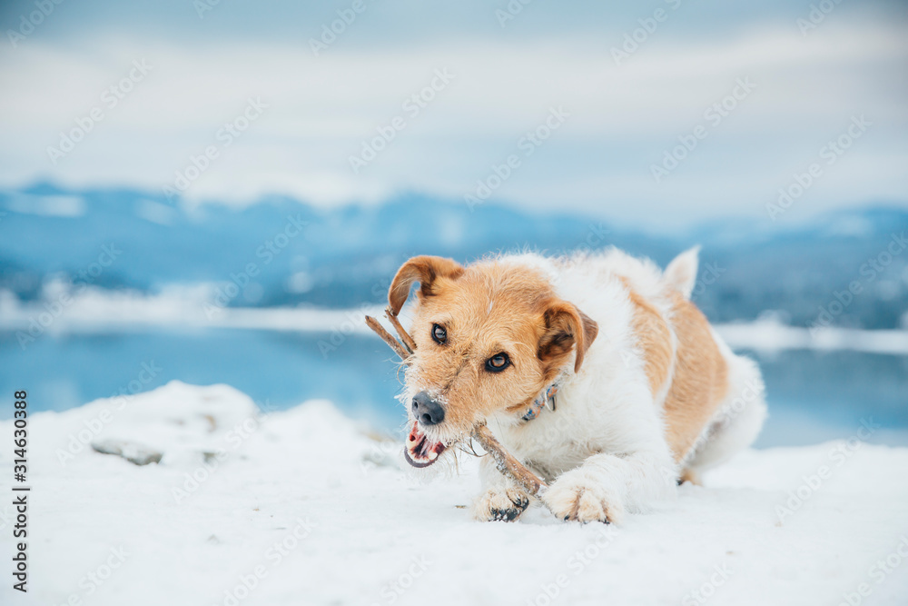 Cute fox terrier chewing a stick in winter landscape. 