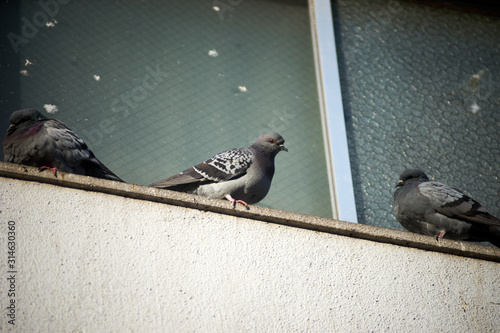 ビルの窓に鳩の群れ