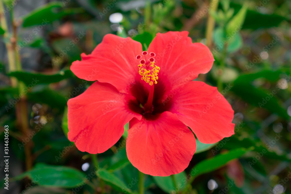 Red hibiscus flower close-up. Hibiscus rosa sinensis is fiery red. Scarlet  Chinese rose. Tropical flowers. The national symbol of Malaysia. Shot on  the island of Corfu, Greece. Stock Photo | Adobe Stock