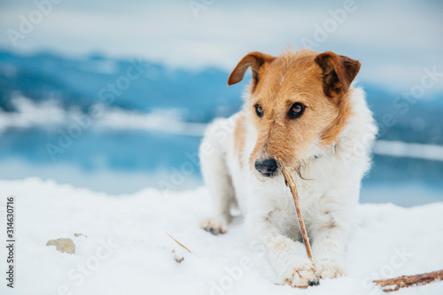 Cute fox terrier chewing a stick in winter landscape. 