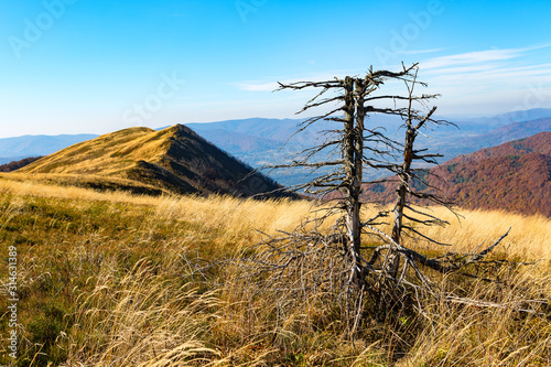 Fototapeta Naklejka Na Ścianę i Meble -  old dead tree - Bieszczady - mountains in Poland