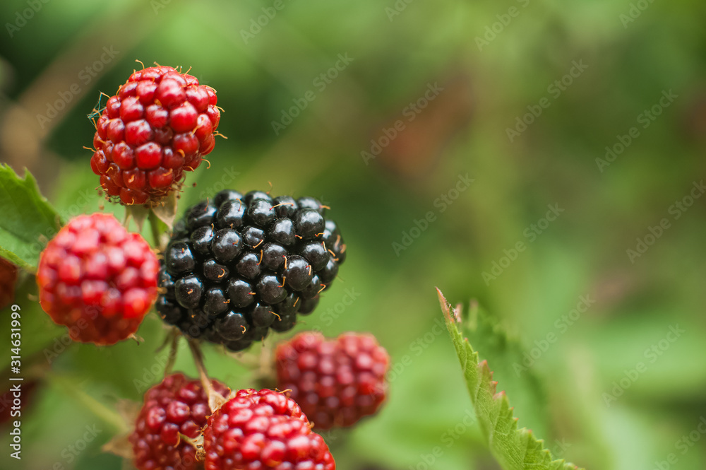 Close up blackberry with leaves. Blackberry close-up and place for text. Natural texture grows blackberry and copy space. Close up blackberry with leaves. Blackberry close-up and place for text. Natural texture grows blackberry and copy space.