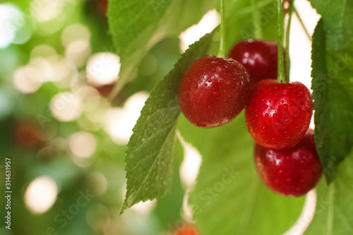 Close up of cherry with leaves. Macro of cherries and place for text. Natural texture of cherries and copy space.