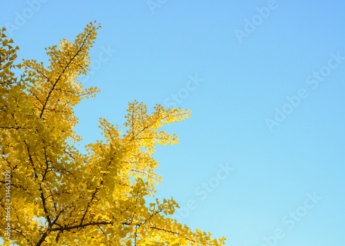 Yellow autumn tree leaves on blue sky background
