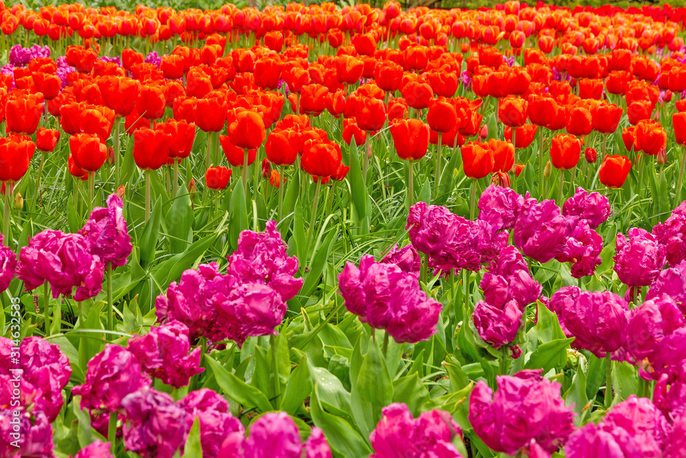 Tulip garden flowers pink and red, Holland, Kukenhof park, The Netherlands