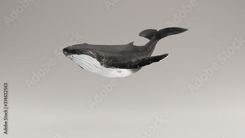 Humpback Whale 3d illustration 3d render