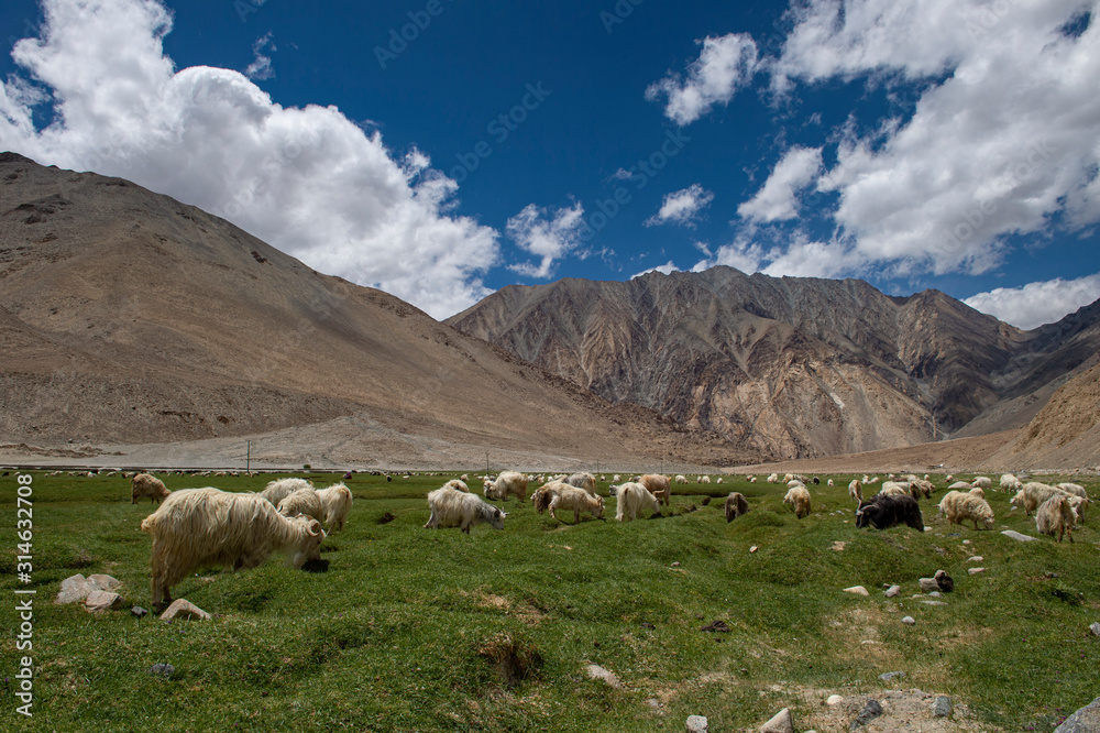 Sheeps Grazing at Chumathang Platue near Pangong Lake, Ladakh, India, Asia