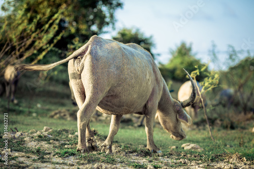 A close up view of a buffalo Who are eating grass on the rice fields  muddy body  have fast motion blur while walking  this type of animal is often seen in rural areas