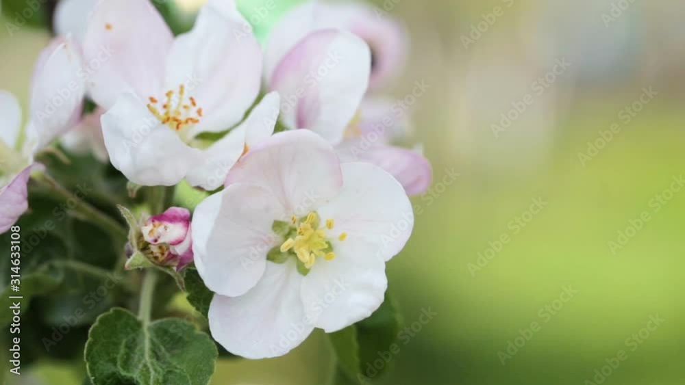 Honey bee collecting pollen on apple flower in the garden closeup. Pollination of flowers. Honey bee collecting pollen on apple flower in the garden closeup. Pollination of flowers.