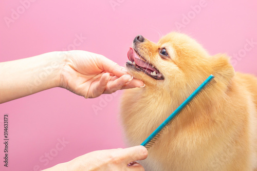 Canvas Print Professional cares for a dog in a specialized salon