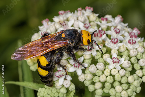Megascolia maculata, avispa gigante inofensiva.