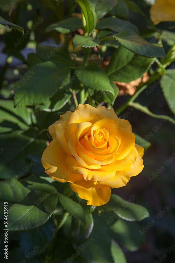 Beautiful rose bush growing in the garden. Beautiful rose bush growing in the garden.