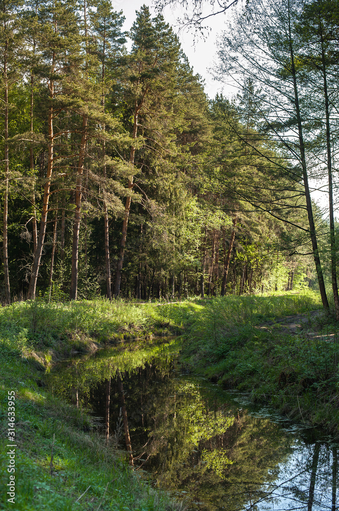 Obraz premium summer forest