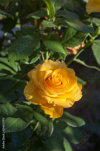 Beautiful rose bush growing in the garden.