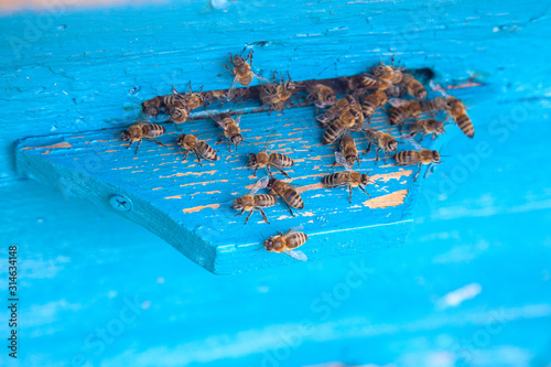 Swarming bees at the entrance of blue beehive in apiary..