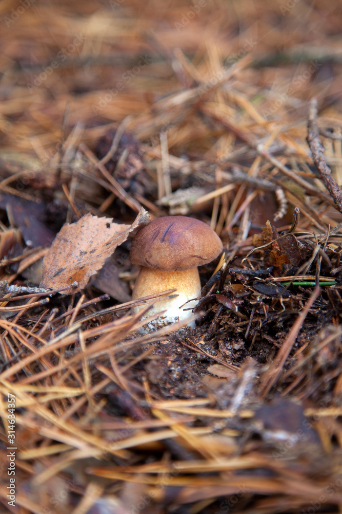 Imleria badia or Boletus badius commonly known as the bay bolete growing in pine tree forest.. Imleria badia or Boletus badius commonly known as the bay bolete growing in pine tree forest..