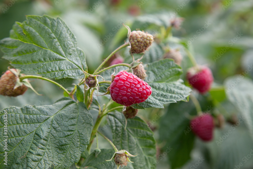 Ripe and unripe raspberry in the fruit garden. Growing natural bush of raspberry. Branch of raspberry in sunlight.. Ripe and unripe raspberry in the fruit garden. Growing natural bush of raspberry. Branch of raspberry in sunlight..