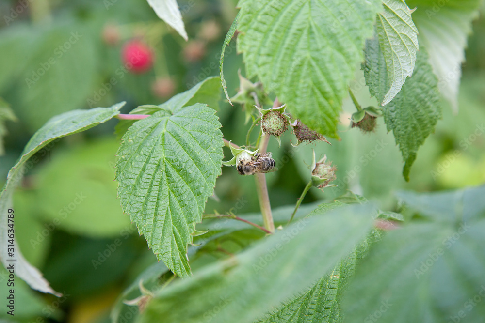 Ripe and unripe raspberry and small working bee in the fruit garden. Growing natural bush of raspberry. Branch of raspberry in sunlight.. Ripe and unripe raspberry and small working bee in the fruit garden. Growing natural bush of raspberry. Branch of raspberry in sunlight..