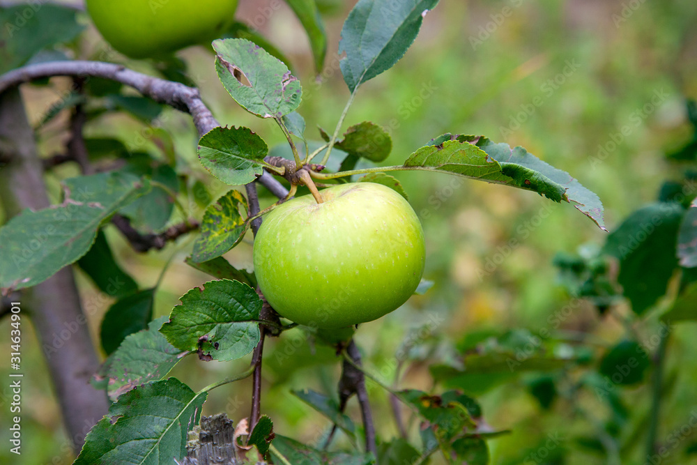 Shiny delicious green apples on a branch ready to be harvested in an apple orchard.. Shiny delicious green apples on a branch ready to be harvested in an apple orchard..