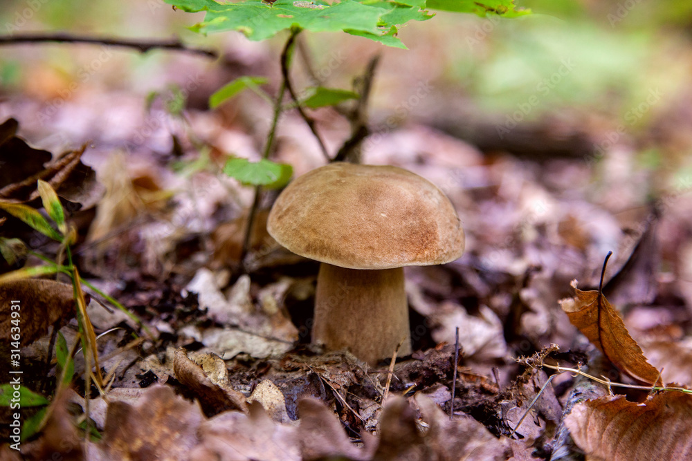 Single Boletus mushroom in the wild. Porcini mushroom grows on the forest floor at autumn season.. Single Boletus mushroom in the wild. Porcini mushroom grows on the forest floor at autumn season..