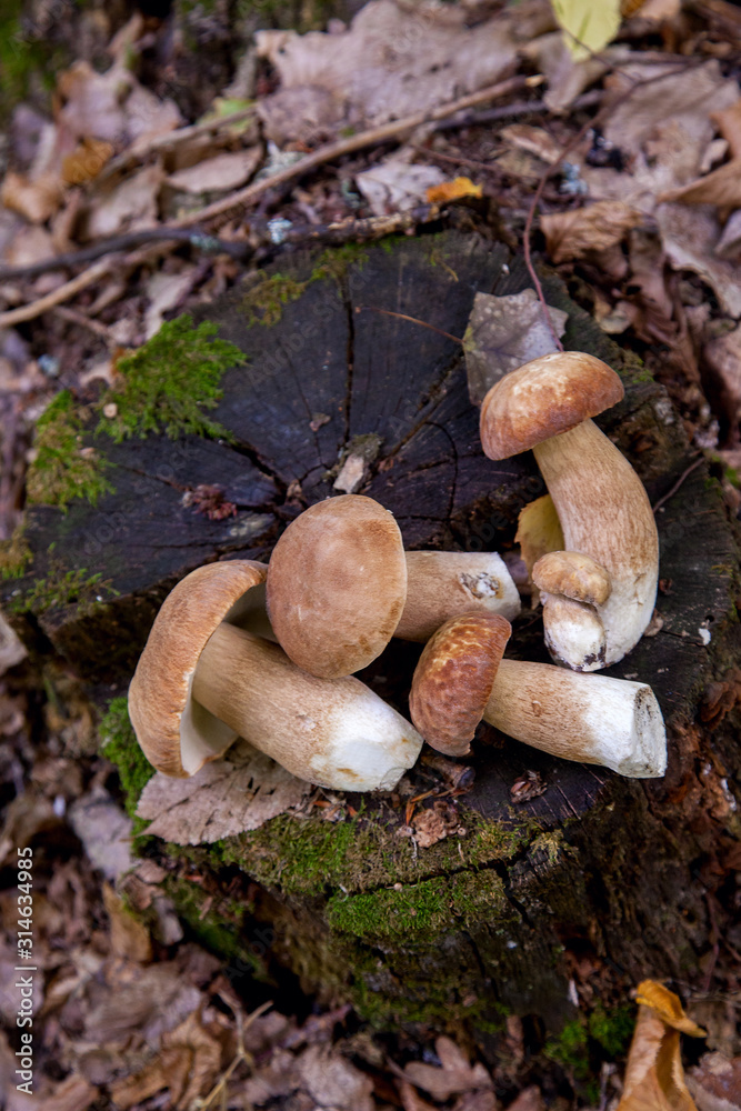 Several boletus mushroom in the wild. Porcini mushroom (Boletus aereus) on old fungy hemp in forest at autumn season.. Several boletus mushroom in the wild. Porcini mushroom (Boletus aereus) on old fungy hemp in forest at autumn season..